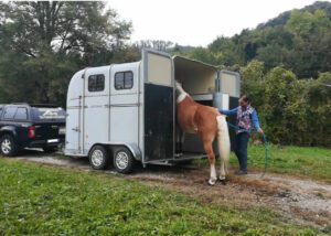 Foto 2 - L’addestratore può portare il cavallo del cliente fino al centro di addestramento? Sì, ma con delle accortezze.