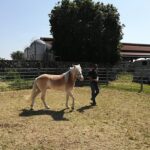 Prendere il cavallo a paddock