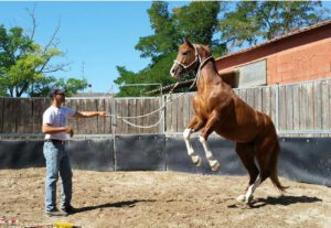 Foto 3 - Il rischio è insito nella pratica dell’addestramento. Un buon contratto può tutelare l’animale, l’addestratore e il proprietario.