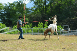 Foto 1 - L’istinto porta il cavallo a scegliere la soluzione della fuga come prima opzione. Mantenere il controllo in questa situazione non è sempre semplice.