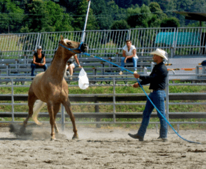 Foto 1 - In caso di paura, la prima scelta del cavallo è la fuga dal problema, ascoltando l’istinto di sopravvivenza sviluppatosi in milioni di anni.