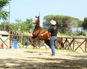 Foto 1 - Un cavallo di fronte a un ostacolo inamovibile può reagire in maniera anche violenta, mettendo a repentaglio la sicurezza sua e del cavaliere.