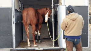 Foto 1 - Un buon caricamento in trailer va preparato per tempo. Non possiamo pensare di improvvisare con un cavallo che non è stato abituato. Le conseguenze potrebbero essere pericolose.