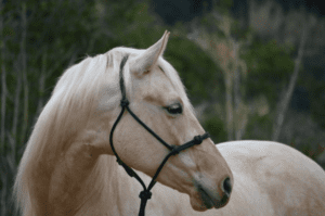 Foto 1 - La capezza come forma di controllo del cavallo esiste da millenni, nelle sue varie tipologie ed evoluzioni