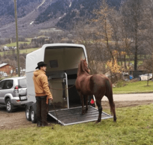 Foto 10 - La direzione della testa del cavallo è un chiaro indicatore di dove sta per muoversi. Sfruttiamola a nostro vantaggio.