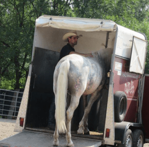 Foto 11 - Il sistema di caricamento con il cavallo a fianco ci permette di mantenere il controllo della situazione e di rimanere in sicurezza.