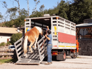 Foto 12 - Valutiamo attentamente il mezzo su cui andremo a caricare il cavallo: quali sono le vie di fuga? Dove possiamo lavorare in sicurezza? Quali sono le zone critiche del cavallo?