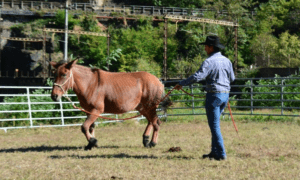 Foto 2 - L’orecchio interno che si sposta verso il cavaliere indica un inizio di attenzione. Impariamo a leggere i segnali che il cavallo (o il mulo, in questo caso) ci invia.