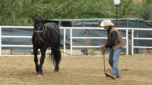 Foto 2 - Il primo livello di pressione per ottenere una corretta fermata è un passo deciso verso la spalla interna del cavallo, usando la nostra gamba che ci permette di rimanere frontali rispetto al cavallo.