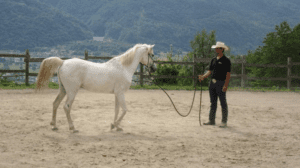 Foto 3 - Il passo successivo si ottiene nel momento in cui tutto l’atteggiamento del cavallo si orienta verso il cavaliere, dandogli la totale attenzione.