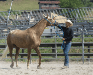 Foto 3 - L’esercizio di base consiste nel far roteare la lunghina sul fianco del cavallo, stimolando le reazioni con l’intento di far capire al cavallo che a nulla serve la fuga.