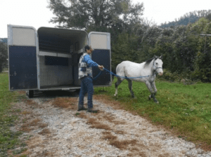 Foto 3 - Cambiare gli schemi dei cavalli permetterà loro di affrontare un vecchio problema in una nuova ottica. Lavoriamo vicino al trailer senza pensare inizialmente a caricarlo.