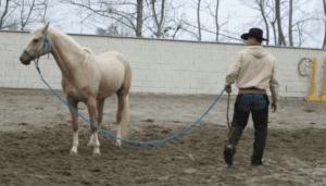 Foto 4 - L’atteggiamento di questo cavallo indica una parziale attenzione (orecchio interno sul cavaliere), ma una chiusura caratteriale. Un atteggiamento da comprendere e da gestire di conseguenza.