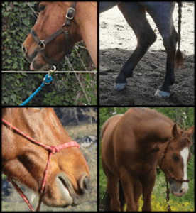 Foto 4 - L’osservazione dei segnali di relax ci permette di capire quando il cavallo inizia a rilassarsi e ad usare la parte razionale del cervello.