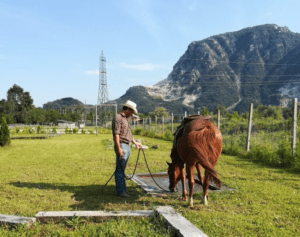 Foto 4 - Una volta che il cavallo decide di affrontare la paura, cerca di analizzare e studiare il problema. In questo momento non dobbiamo mettere pressioni.