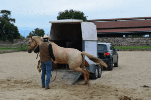 Foto 5 - Il trailer è una tipica situazione dove il lavoro sulle paure del cavallo è fondamentale. In questo caso un lavoro sulla parte razionale del cervello permette di evitare situazioni pericolose per il cavallo ed il cavaliere.