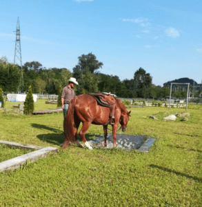 Foto 5 - Il passo è fatto. Il cavallo si è convinto a mettere un piede nell’acqua, vincendo la paura.