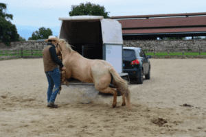 Foto 5 - Le difese che un cavallo può aver appreso durante il caricamento in trailer sono le più diverse, dalla fuga, all’aggressione, all’immobilità. Qualsiasi tecnica gli abbia permesso di non essere caricato, è per lui un sistema vincente.