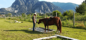 Foto 6 - Con la razionalizzazione si chiede al cavallo di anticipare il pensiero razionale a quello istintivo. In questo modo è portato a cercare soluzioni anche a problemi a lui sconosciuti.