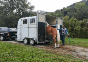 Foto 6 - Nel caricamento in autonomia, noi indichiamo la direzione di caricamento al cavallo, ma lui dovrà salire da solo, affrontando razionalmente il problema. Tra i tre sistemi di caricamento è quello con risultati di più lungo termine.