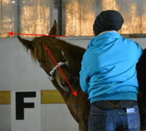 Foto 6 - La falsa flessione è un errore comune: il naso del cavallo è flesso, ma la nuca e il collo del cavallo rimangono rigidi in avanti.