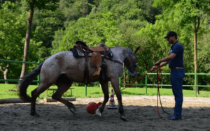 Foto 7 - Usiamo la fantasia per creare situazioni sempre nuove che costringano il cavallo a riflettere sulle situazioni che proponiamo.