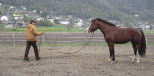 Foto 7 - Un puledro è come un bambino. Entra rapidamente in concentrazione, ma altrettanto rapidamente si distrae. Se impariamo a cogliere e a rispettare il momento di massima concentrazione, il puledro imparerà velocemente i nuovi esercizi.