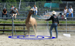 Foto 8 - Quando un oggetto fa molta paura, valutiamo delle aree di avvicinamento e facciamo in modo di farle accettare al cavallo una ad una, senza aver fretta di passare alla successiva.