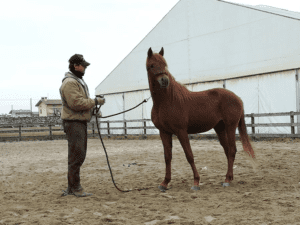 Foto 8 - Il lavoro all’aperto porta i cavalli a distrarsi facilmente e quindi costringono il cavaliere a numerosi richiami all’attenzione. Un tondino chiuso consente invece al cavallo, specie se puledro, di concentrarsi più a lungo.