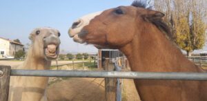 horse biting