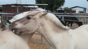 Grooming between horses