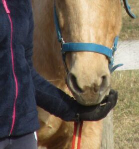 give food to horses with your hands