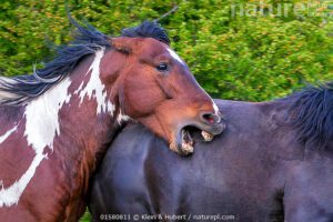 Stallone che aggredisce cavallo