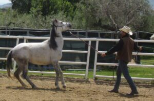 correction horse biting