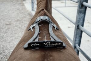 Foto 2 Un buon saddle fitter ha molti strumenti per valutare e misurare la schiena del cavallo. Faccia-moci consigliare.