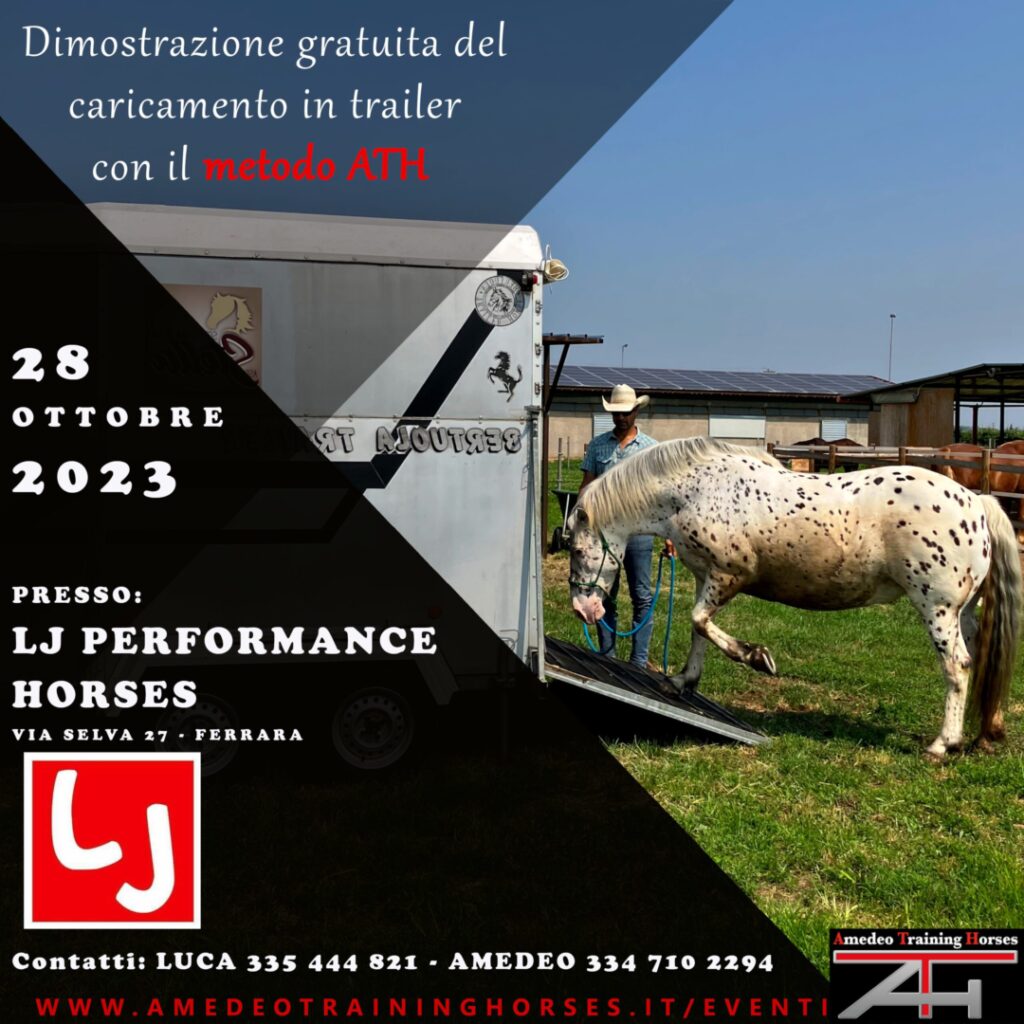 28.10.2023 - LJ PERFORMANCE HORSES