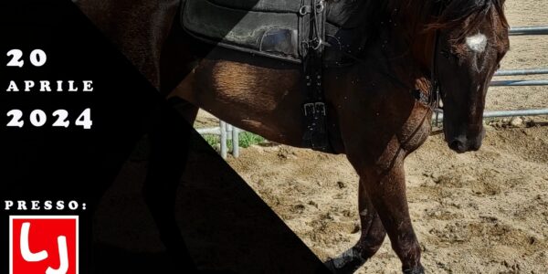 20.04.24 – LJ PERFORMANCE HORSES