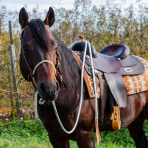 Hackamore ATH con redini divise
